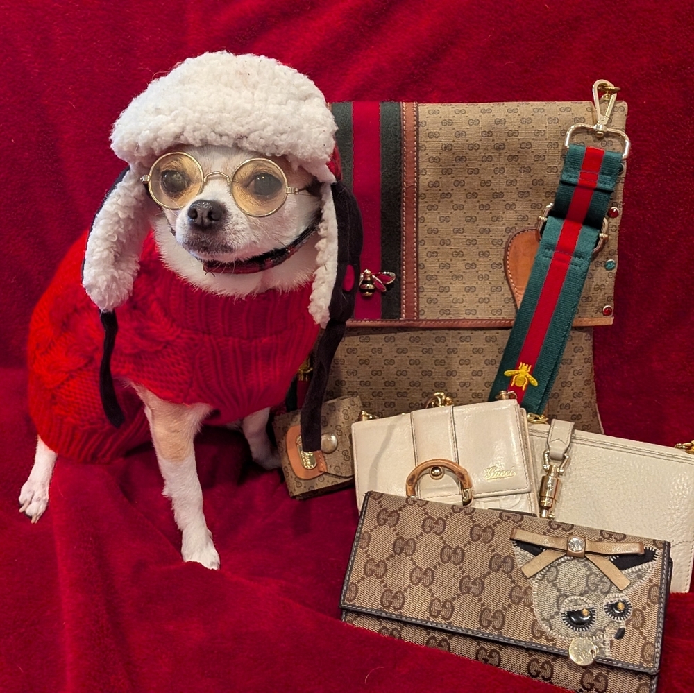 Gucci chihuahua wallet